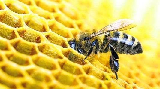 What’s all the fuss about Royal Jelly?